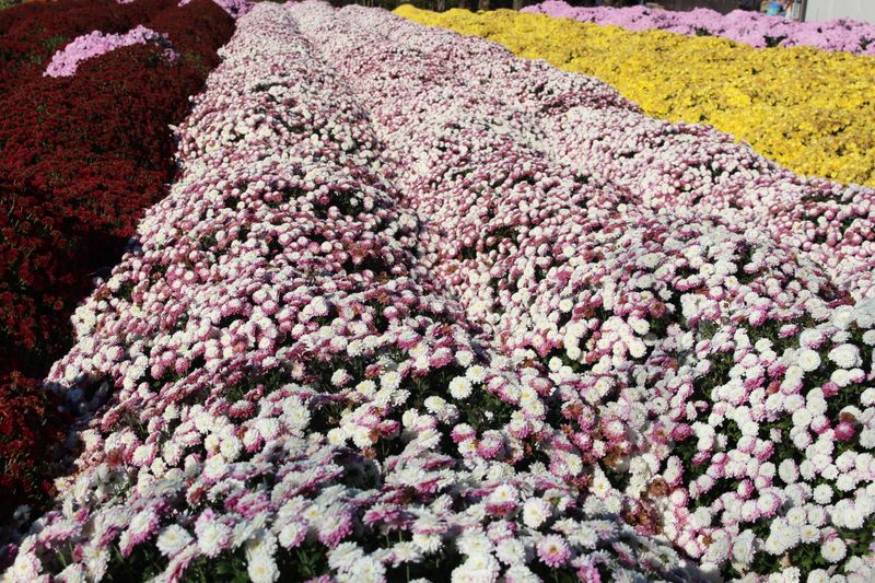 Fall flowers: chrysanthemum photo