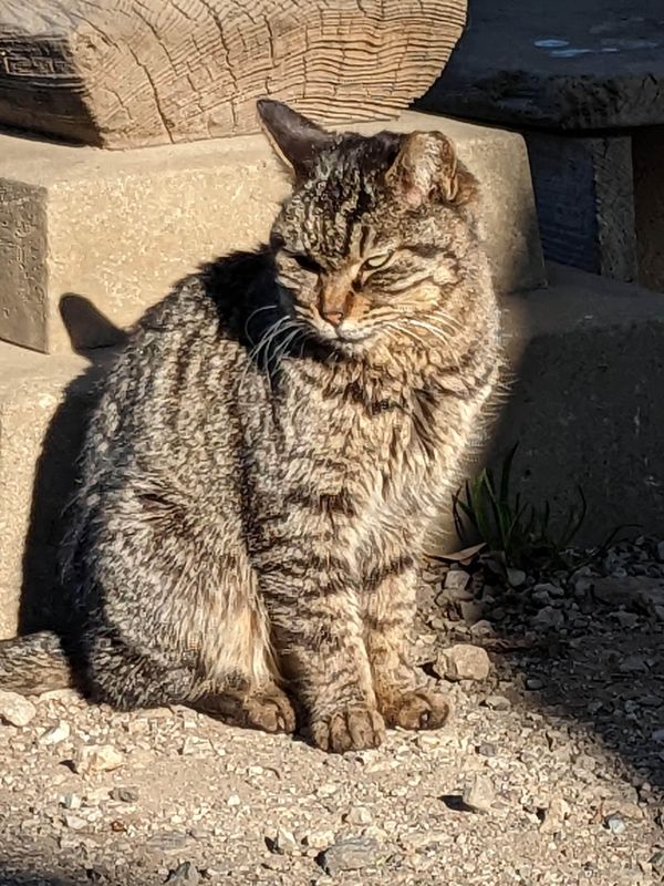 The Cat Anniversaries you didn't know about photo