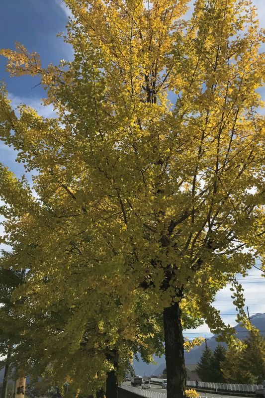 Glimpses of autumn in Niigata photo
