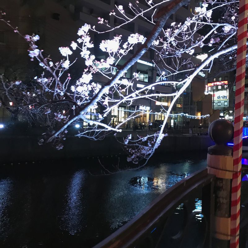 Ookagawa Sakura Festival photo