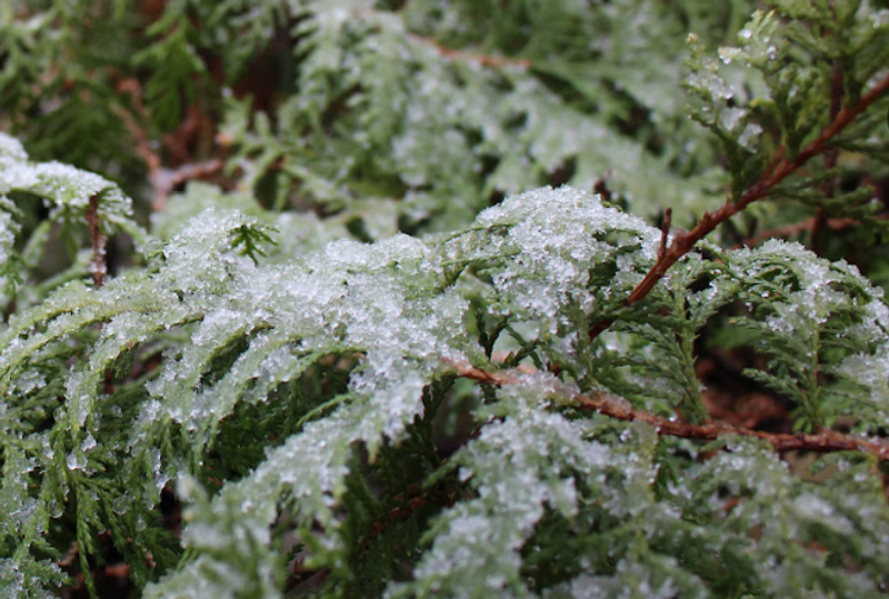 Microseason: First Frost Falls photo