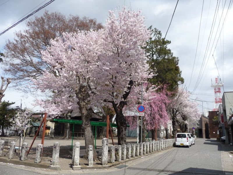 Hanami and Cherry Blossom Gunma Prefecture City-Cost