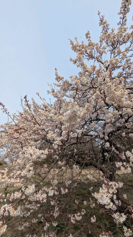 2026 Sakura: the White Ookanzakura are in bloom photo