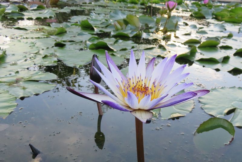 Ashikaga Flower Park in late summer photo