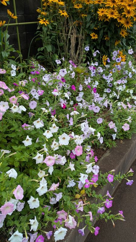 Petunia, a birthday flower of May 18th photo