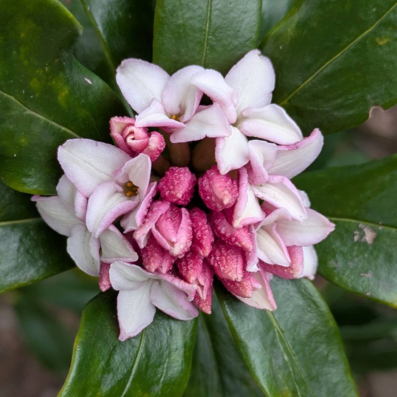 Is Daphne Odora your birthday flower? photo