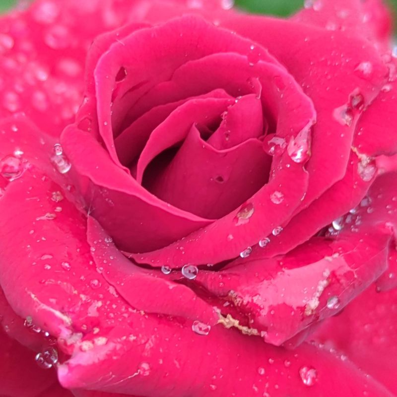 Autumn rose garden at Hakone Gora Park photo