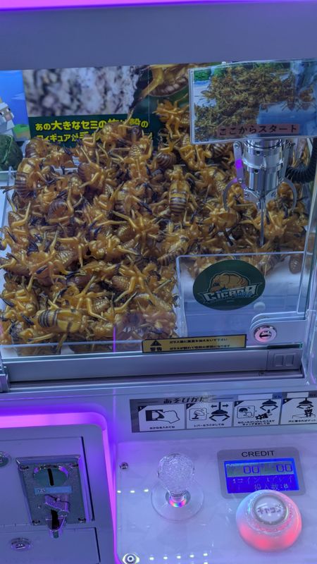 Surprise find in a crane game center photo