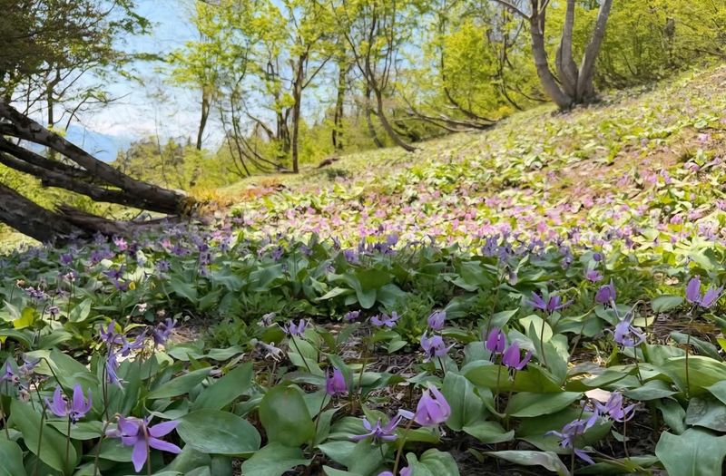 Katakuri time! photo