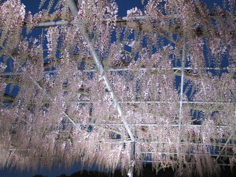 Ashikaga Flower Park light up photo