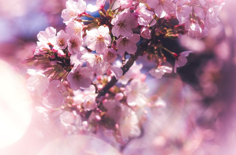 How to improve your sakura photography photo