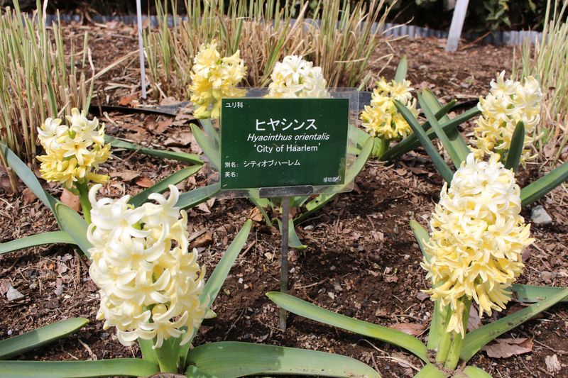 White hyacinth, a birthday flower of January 26th photo