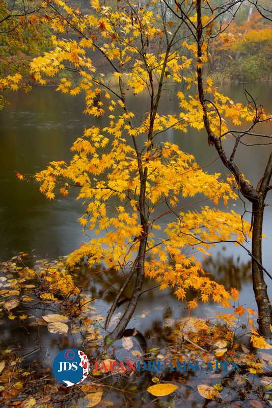 Japan's Autumn Colors photo