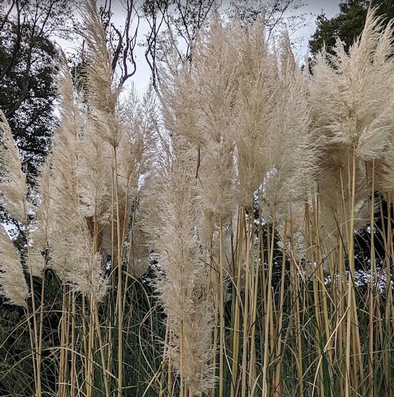 "Hakuro", White Dew Solar Term photo