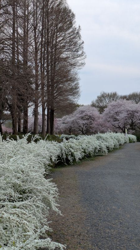Breath of Spring Spirea in full bloom photo