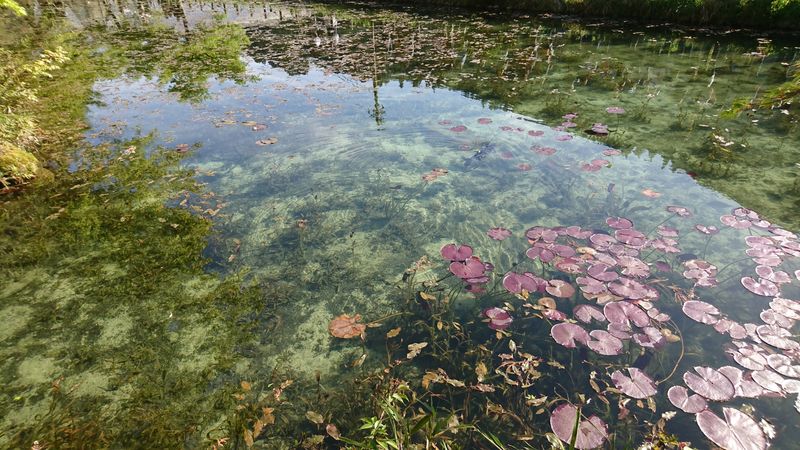 Monet’s Pond in Seki, Gifu Prefecture photo