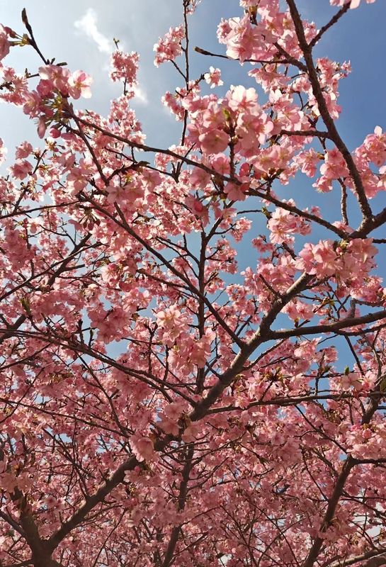 What's on for families in Japan this coming March photo