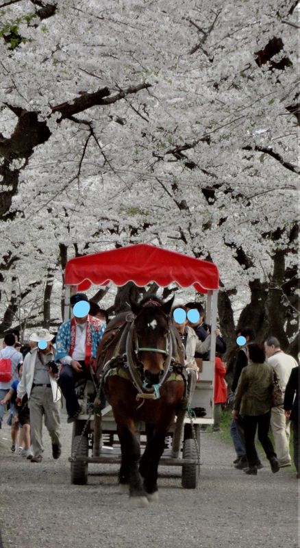 Ba điểm ảnh tuyệt đẹp của Sakura ở Tohoku photo