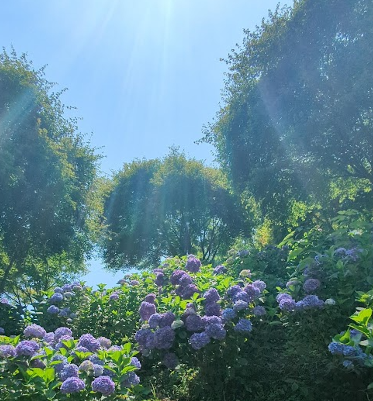 "Geshi", Summer Solstice Solar Term photo