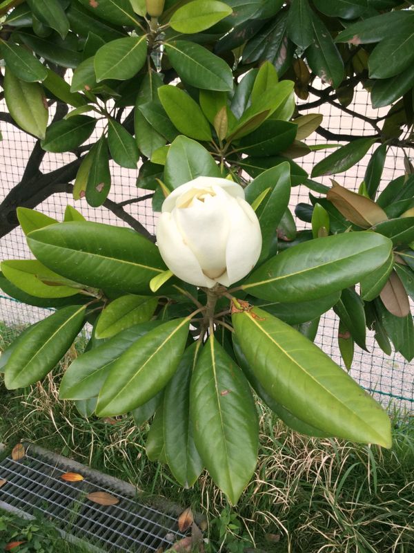 Magnolia, kamu terlambat photo