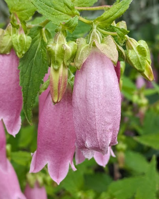Spotted Bellflower, a birthday flower of July 10th photo