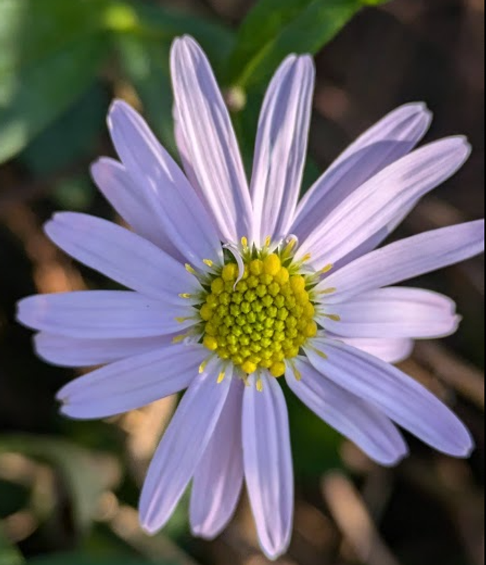New York Aster, a Birthday Flower of October 14th photo