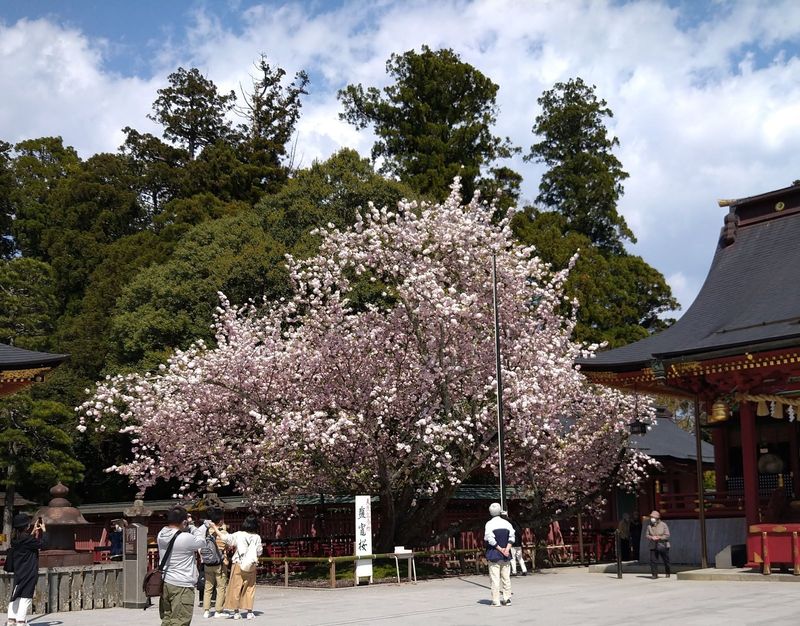 Shiogamazakura: More Than Just A Pretty Tree photo