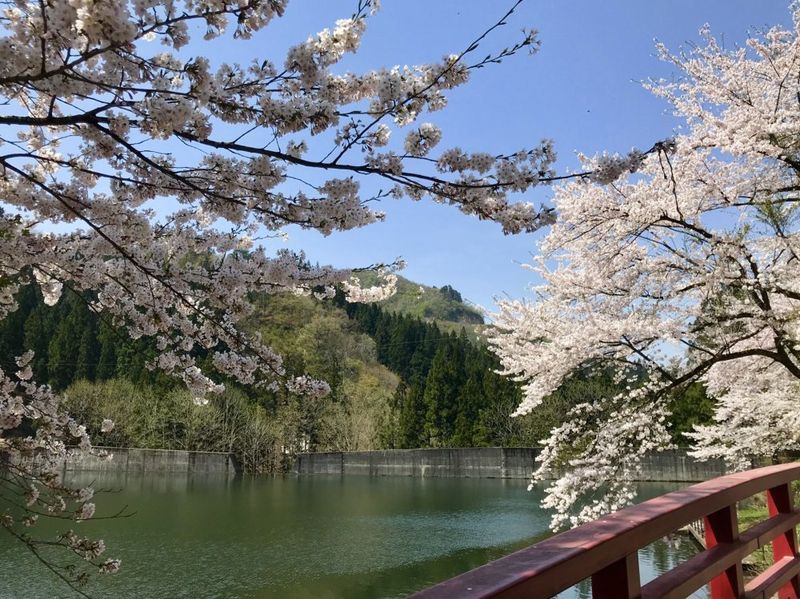 How to maximize your spring season in Japan photo