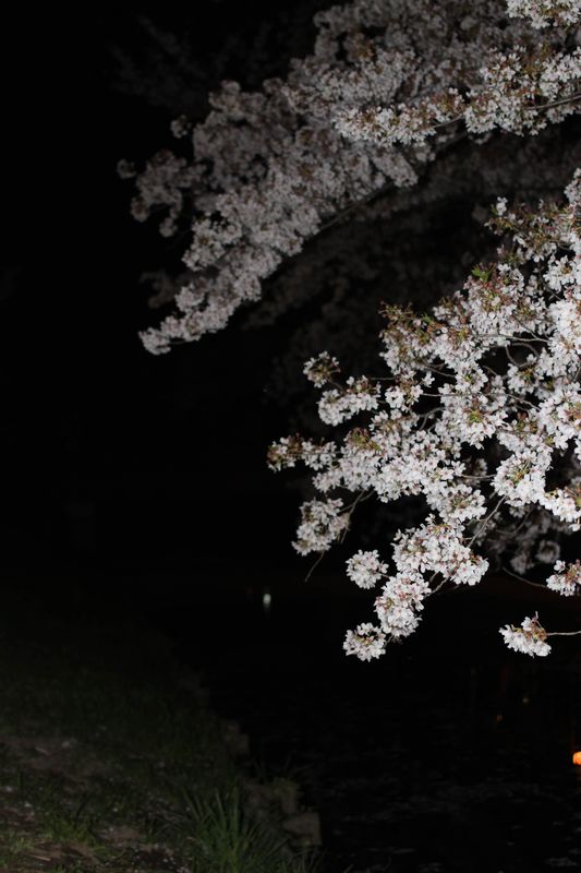 Cherry Blossom Lingo: flower light photo