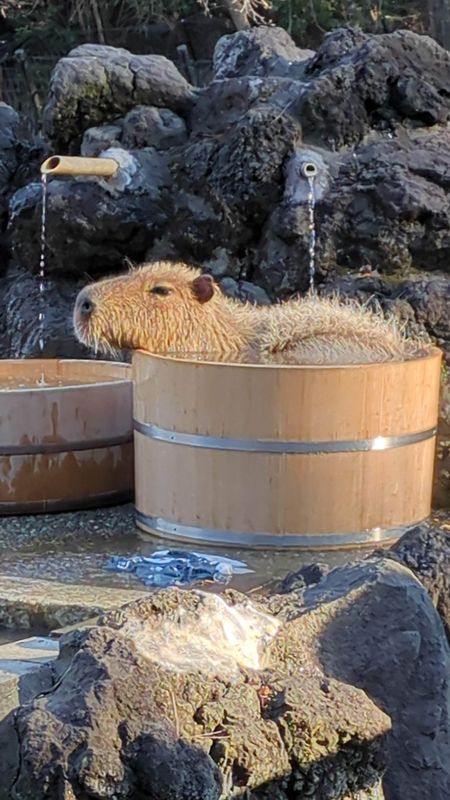 The origin of the capybara onsen photo