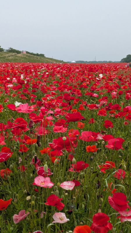 Poppies, a birthday flower of February 23rd photo