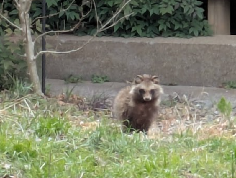Seeing an actual tanuki at a temple photo
