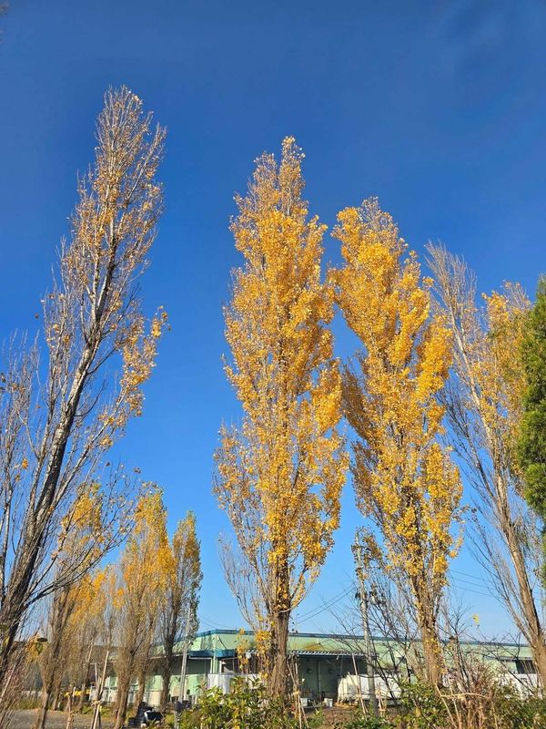 Pros and cons of raising a family in Japan: Never fully fitting in and the "gaijin pass" photo