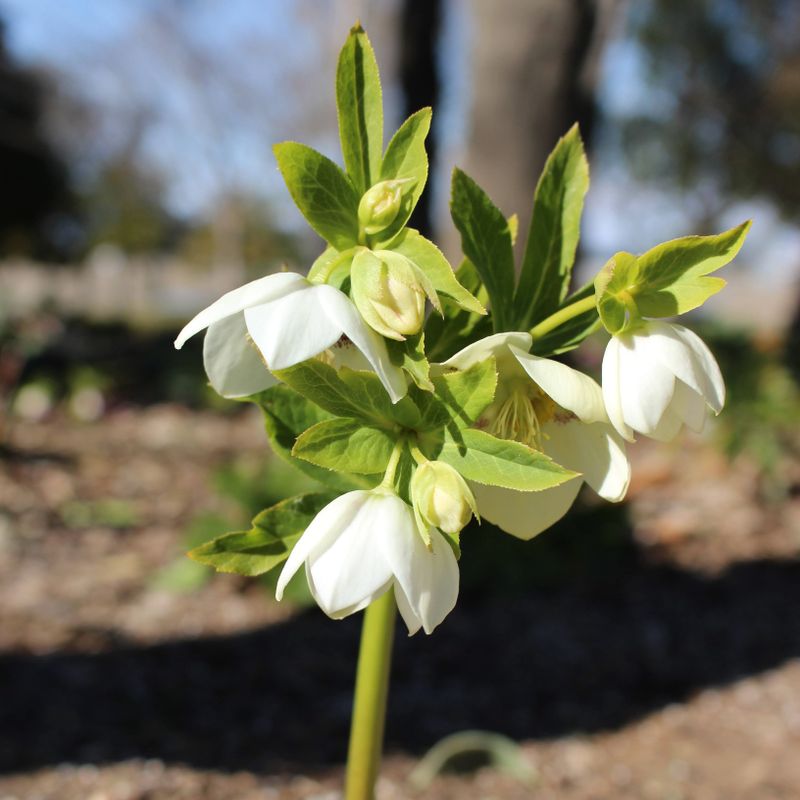 Is the Christmas rose your birthday flower? photo