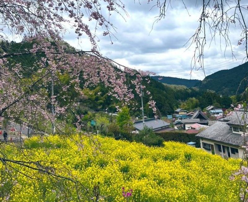 Cherry blossoms in Otsu Hana no Sato [SPOT REPORT] photo