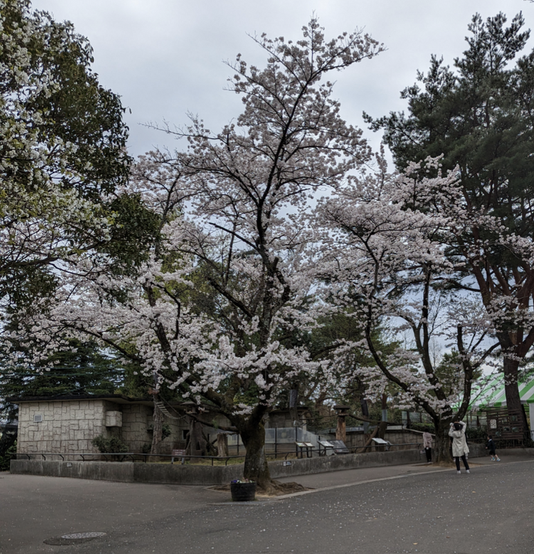 Sakura Excellence at Yagiyama Zoo [SPOT REPORT] photo