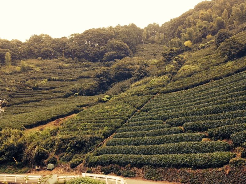 Shizuoka Prefecture - the tea paradise photo