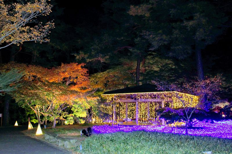 Night Illumination at Shinrin Park photo