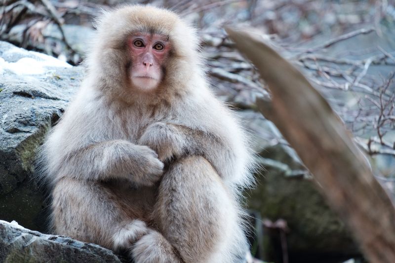 The Japanese Macaques Through Lenses photo