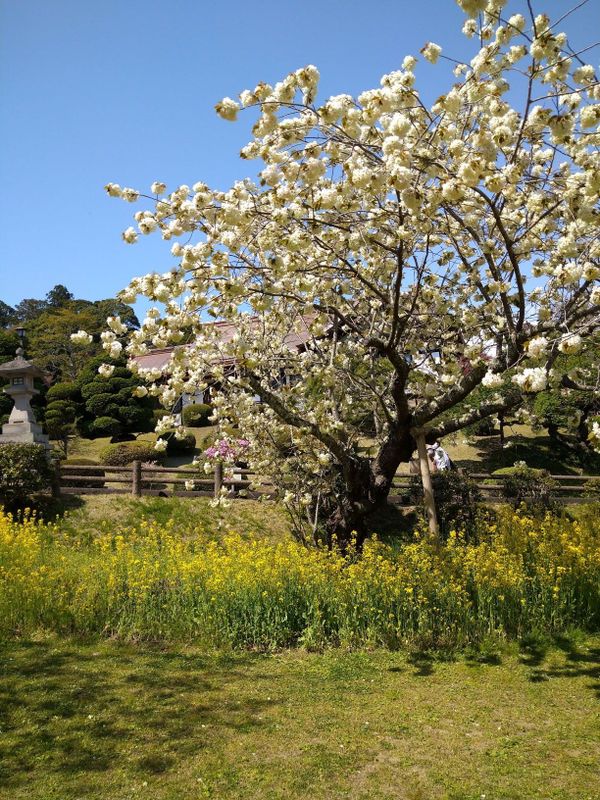 Shiogamazakura: More Than Just A Pretty Tree photo