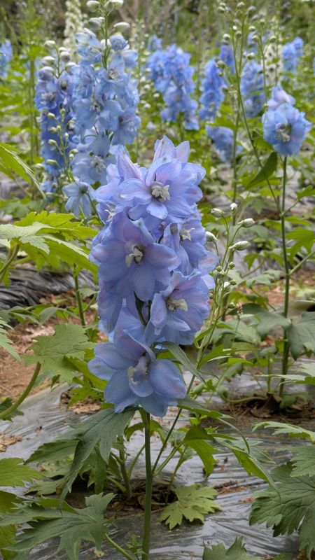 Delphinium, a birthday flower of April 19th photo