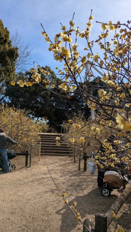 Favorite wintersweet of 2026 photo