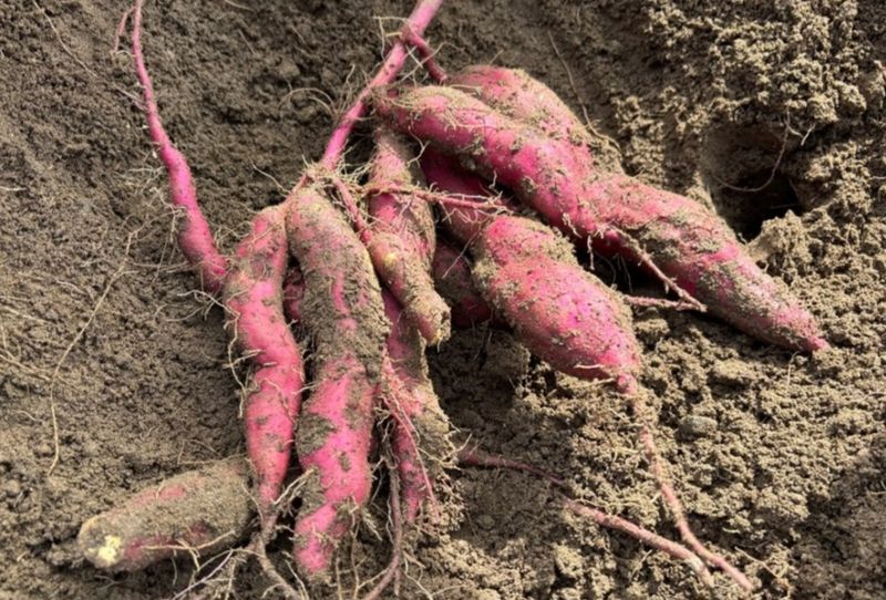 Sweet potato harvesting time photo