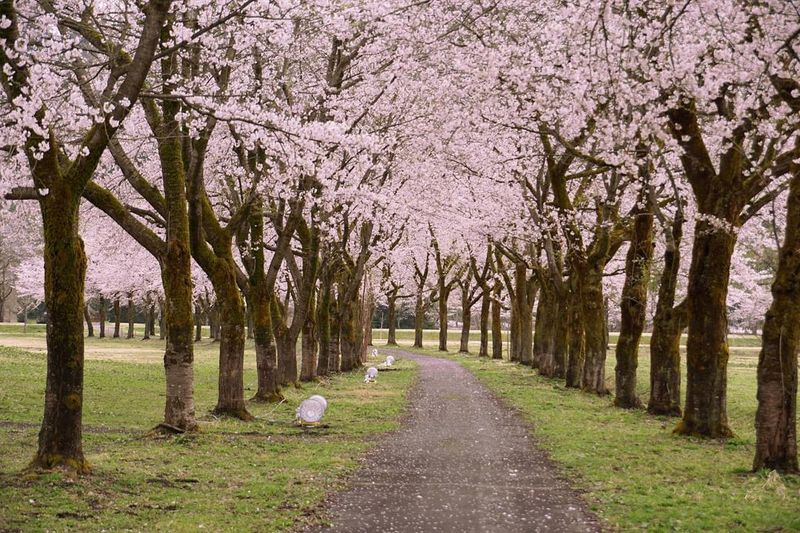 Nature on the International University of Japan campus photo