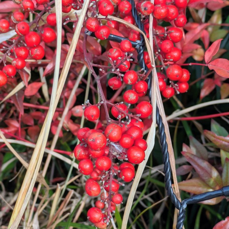 Is Nandina your birthday flower?  photo