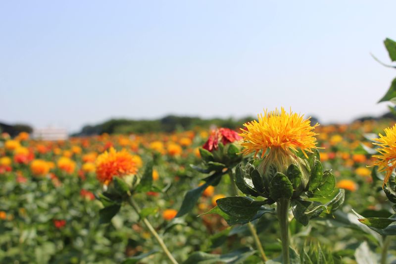 Microseason: Safflowers Flourish photo