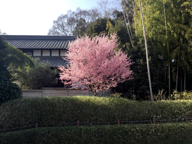 Best cherry blossom spots: Sakuragi Shrine photo