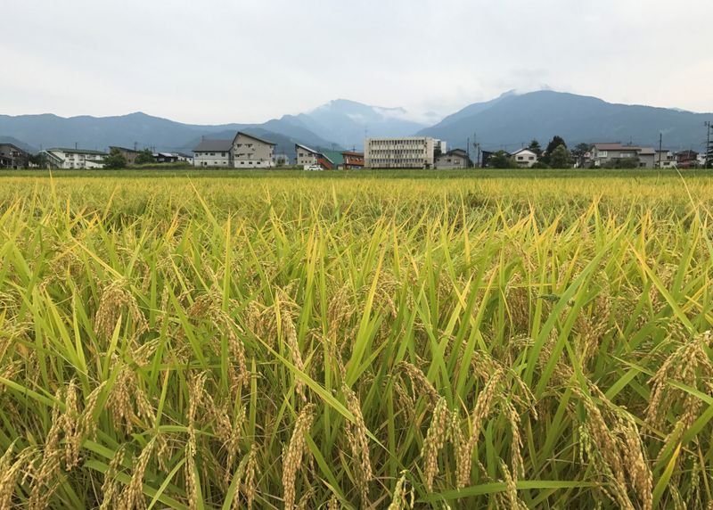 Glimpses of autumn in Niigata photo