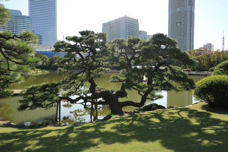 A visit to the Hamarikyu Gardens, Tokyo photo