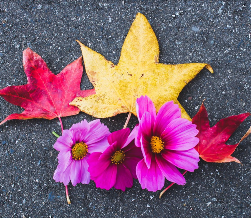 Microseason: Light Rains Sometimes Fall photo